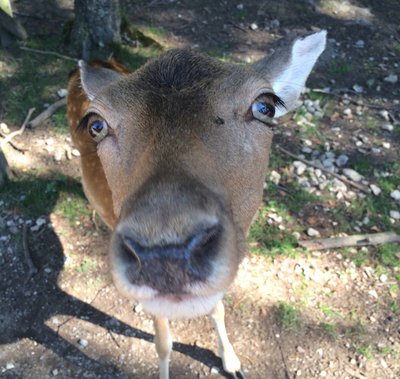 린덴탈 동물원(린덴탈러 티어파르크)